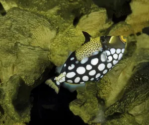 Wildlife Underwater Scene Prints: Leopard Triggerfish, Leopard Triggerfish