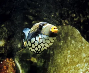 Ray Finned Fishes Prints: Leopard Triggerfish, Leopard Triggerfish