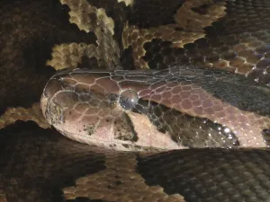 Empty Deserted Landscape Photos Prints: Light-coloured tiger python (Python molurus molurus)