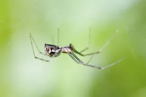 Spider Web Close Up Prints: Linyphia triangularis