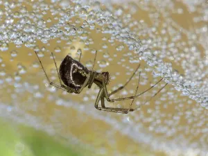 Arthropod Wildlife Pictures Prints: Linyphia triangularis (Linyphia triangularis)