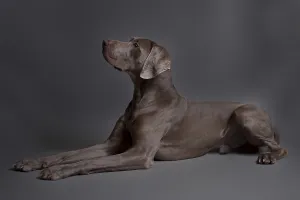 Dog Breeds In Nature Prints: Lying Weimaraner