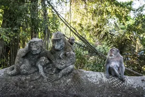 Macaque Monkey Prints: Macaque (Macaca), monkey, monkey
