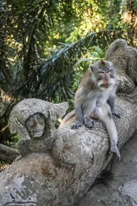Old World Monkeys Asia Prints: Macaque (Macaca), monkey, monkey