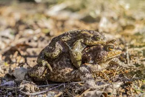 European Toad Mating Season Prints: Mating common toads (Bufo bufo)
