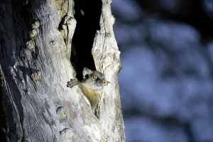 Tree Dwelling Mammals Prints: Mouse lemur (Microcebus), looking out of a split tree