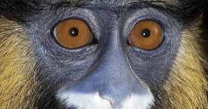 Moustached Monkey (Cercopithecus cephus) Print