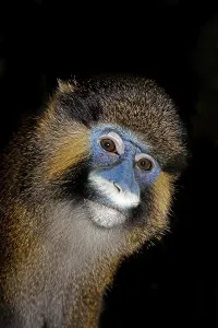 African Animal Portrait Prints: MOUSTACHED MONKEY (cercopithecus cephus) OR MUSTACHED MONKEY