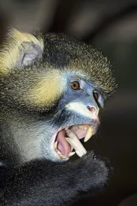 Animal Portrait Africa Prints: Moustached Monkey, Moustached Guenon (Cercopithecus cephus) Monkey