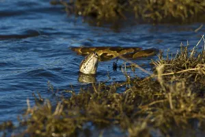 Constrictor Snake Species Prints: Natal Rock Python (Python natalensis)