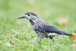 Searching For Food In Nature Prints: Nutcracker