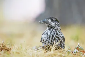 Foraging Bird Species Prints: Nutcracker