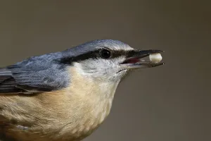 Animal Welfare Prints: Nuthatch with peanut kernel