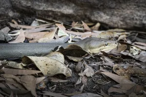 Australian Snakes Prints: Olive python (Liasis olivaceus)