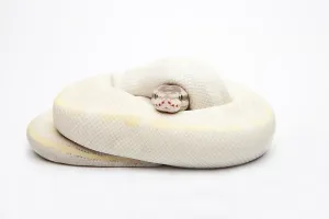 Framed Print : Opal Diamond Ball Python Print