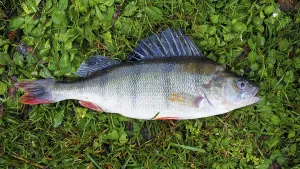 European Perch Prints: Perch (Perca fluviatilis)