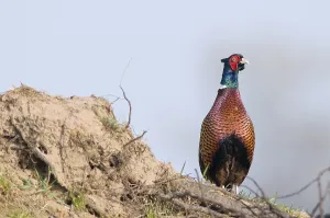 Pheasant Male Prints: Pheasant (Phasianus colchicus)