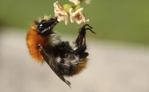 Bumblebee Photography Prints: Pull-ups
