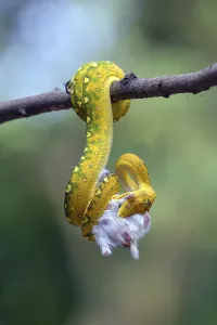 Searching For Food In The Wild Prints: Python catch a prey on a tree