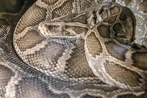 Constrictor Snake Species Prints: Python molurus (Indian python)