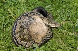 Framed Print : Python Strangling Young Jackal Print