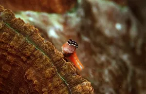 Combtooth Blenny Species Prints: Rectangular crested tusk, Ecsenius opsfrontalis