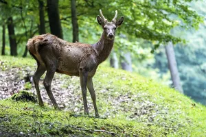 European Cervidae Species Prints: Red deer (Cervus elaphus), Volcanic Eifel