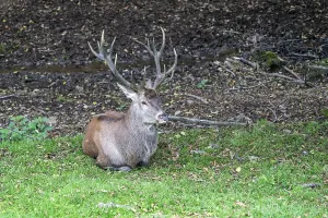 European Red Stag Prints: Red deer (Cervus elaphus), Volcanic Eifel