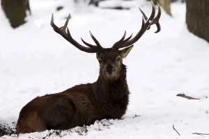 European Red Stag Prints: Red deer in the snow