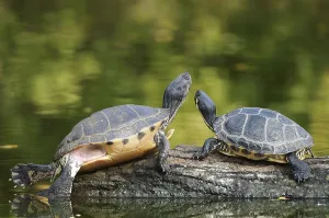 Trachemys Scripta Elegans Prints: Red-eared slider (Trachemys scripta elegans) (Pseudemys scripta elegans)