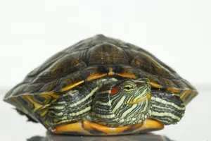 Reptile Species Prints: Red-eared Slider (Trachemys scripta elegans) (Pseudemys scripta elegans)