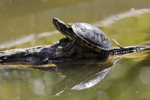 Vienna Zoo Animals Prints: Red-eared Slider Turtle (Pseudemys scripta elegans)