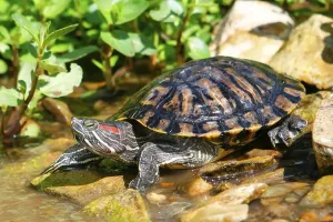 No People Animals Prints: Red-eared Turtle (Trachemys scripta elegans) (Pseudemys scripta elegans)