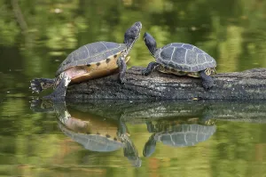 Trachemys Scripta Elegans Prints: Red-eared Turtle (Trachemys scripta elegans) (Pseudemys scripta elegans)