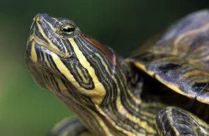 Red Eared Slider Prints: Red-eared Turtle (Trachemys scripta elegans) (Pseudemys scripta elegans)