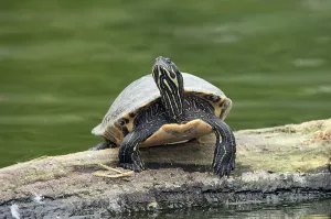 Animals In The Wild USA Prints: Red-eared Turtle (Trachemys scripta elegans) (Pseudemys scripta elegans)