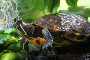 No People Wild Animals Germany Prints: Red-eared Turtle (Trachemys scripta elegans) (Pseudemys scripta elegans)
