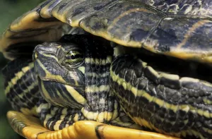 Red Eared Slider Prints: Red-eared Turtle (Trachemys scripta elegans) (Pseudemys scripta elegans)