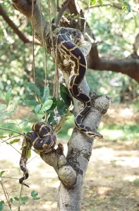 Constrictor Snakes Prints: Reptiles, Python Indian rock python molurus