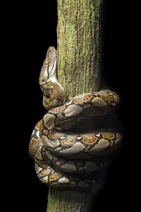 Reticulated Python Print, Danum Valley Conservation Area, Borneo