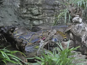 Jungle Wilderness Photography Prints: Reticulated python (Malayopython reticulatus)
