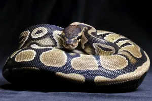 Empty Studio Environment Photos Prints: Royal Python (Python regius)