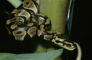 Constrictor Snake Prints: Royal python (Python regius)