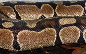 Royal Python Prints: Royal Python (Python regius)