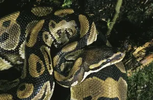 Constrictor Snakes Prints: Royal Python (python regius), Adult