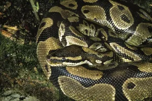 Royal Python Prints: Royal python (python regius), Adult