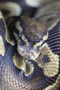 Scaled Reptile Portraits Prints: Royal python (Python regius) adult snake head portrait