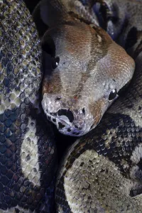 Captive Snake Photography Prints: Royal python (Python regius) adult snake head portrait