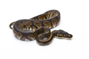 Studio Shot Austria Prints: Royal Python (Python regius), Black Head