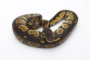 Royal Python Prints: Royal Python (Python regius), Black Head